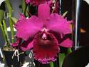 Rlc. Chia Lin Black Flower